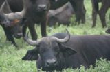 venezuela Venezuela’s Hunger Causes Zoo Animals to Be Stolen and Eaten