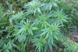 marijuana Marijuana Revived Towns Part 1