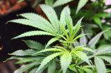 oncologist Oncologists Prescribing Medical Marijuana Without Sufficient Knowledge