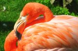 Flamingo Escaped Kansas Zoo in 2005 Is Spotted in Texas
