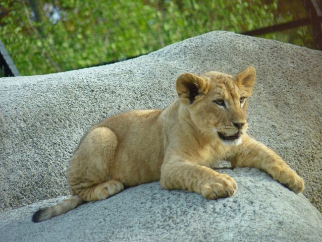 lion cub