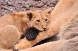 Lion Cub Discovered in Paris