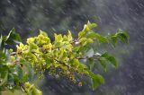 Dorian Hurricane Dorian Heades to East Coast of US