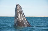 whales Scientists Are Scrambling to Find Out What Killed 121 Gray Whales This Summer