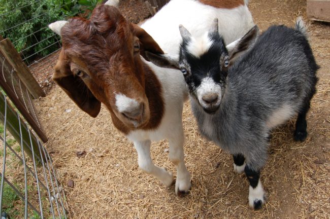 goats