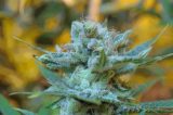 Indiana Indiana Police Confiscate Around $8 Million Worth of Marijuana