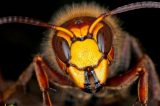 Giant Hornets Buzzing Around North America Get a Bad Rap