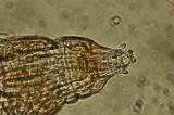 Water Bear New Water Bear Species Found