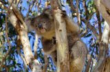 Australian Koalas to Be Vaccinated Against Chlamydia in New Trial Study