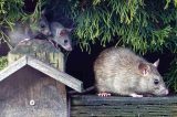 Mice How to Get Rid of Mice Safely and Effectively