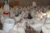Bird Flu Outbreak Devastates Farmers Raising Egg and Poultry Prices