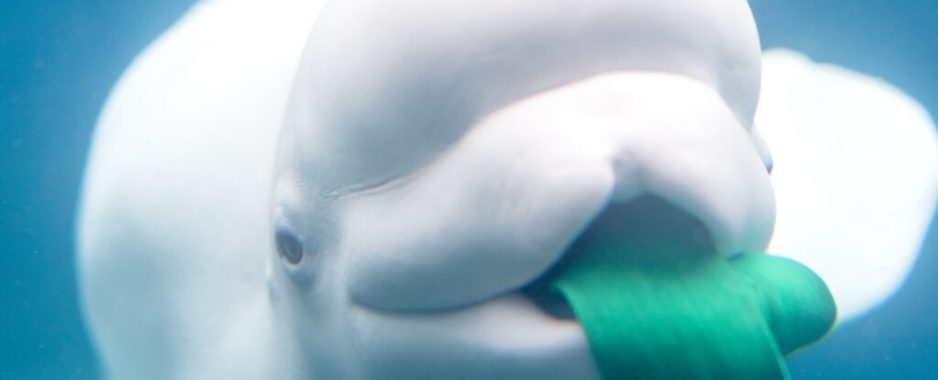 After Being Stuck in French River Beluga Whale Dies