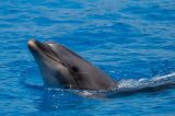 Male Dolphins Create Lifetime Ties That Aid Them in Finding Partners.