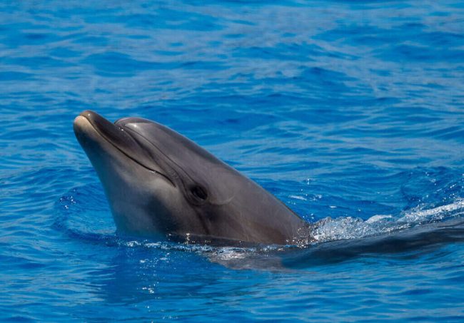 Male Dolphins