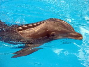 Male Dolphins