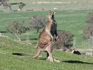 Kangaroo Attack