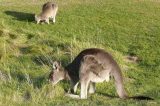 The History of Kangaroo Attacks