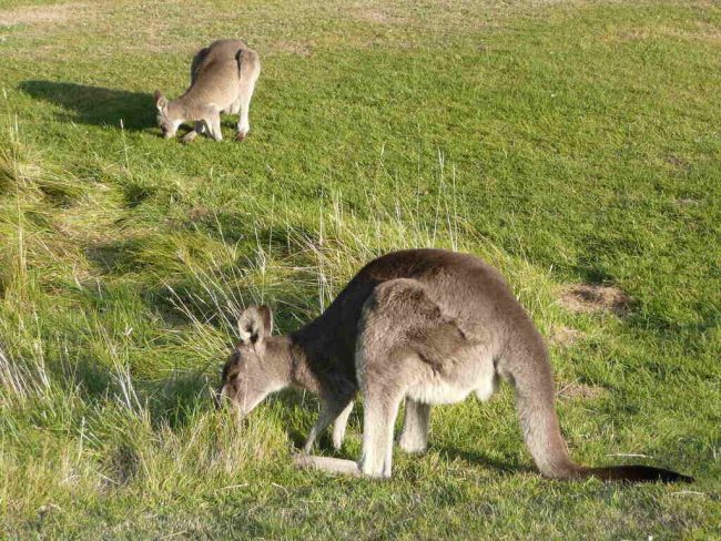 Kangaroo Attack