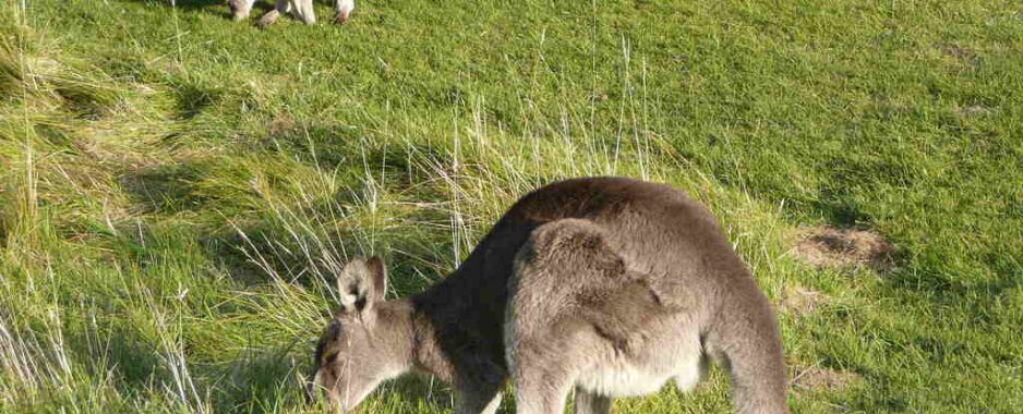 The History of Kangaroo Attacks